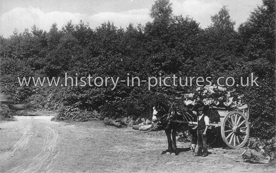 Carting Wood, Epping Forest, Essex. c.1910's